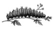 caterpillar vintage illustration caterpillar vintage illustration