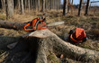 Spruce stump, chainsaw, forest