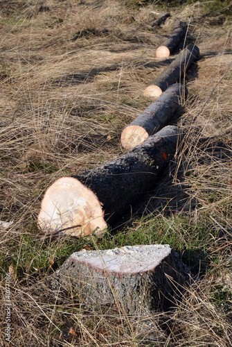 Photo: Tree logs cut in line, spruce stump Tree logs cut in line, spruce stump