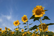SonnenblumenFeld
