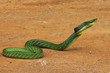 Green snake