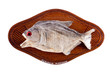 Piranha fish as trophy on wood isolated