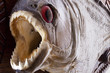 Piranha fish close up