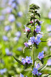 Echium vulgare