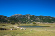 Schafe in Kreta/Griechenland Schafe in Kreta/Griechenland