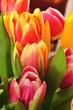 Tulpen