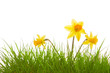 Blumenwiese,Narzissen