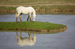 Camargue Horse Camargue Horse