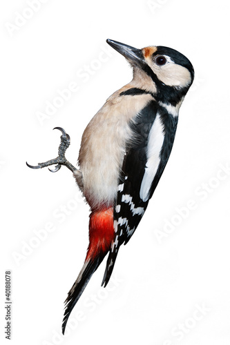 Photo: Great Spotted Woodpecker isolated on white background Great Spotted Woodpecker isolated on white background