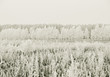 Winter Landscape Winter Landscape