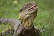 The Australian lizard, the Eastern Water Dragon.