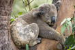A Koala Bear at a nature reserve near Sydney, Australia.