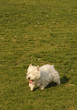 West Highland White Terrier dog