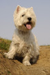 West Highland White Terrier dog