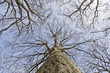 Tall Trees