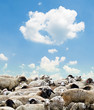Photo: Herd of sheep against bright blue sky Herd of sheep against bright blue sky
