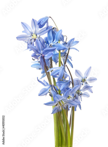 Photo: scilla - blue spring flowers scilla - blue spring flowers