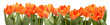 Orange Tulips