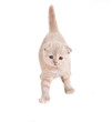 kitten