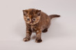 kitten
