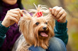 Foto: terrier dog terrier dog