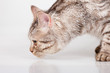 Foto: cat cat