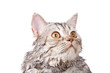 Foto: cat cat