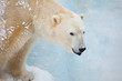white bear