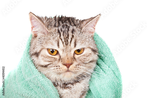 Foto: cat cat