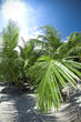 Palme