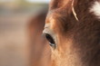 oeil de cheval