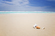 Muschel und Koralle am Strand
