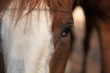 oeil de cheval