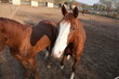 Cheval  - horses