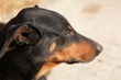 doberman