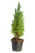 Cypress