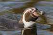 A swimming Humboldt penguin