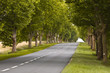 Photo: Avenue of trees Avenue of trees