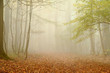 Photo: Autumn Morning Autumn Morning