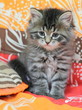 Gattino siberiano su copertina colorata