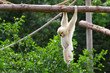 White cheeked gibbon hanging on the tree branch