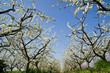 frutteto-toscana