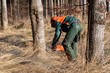 Woodcutter cutting tree down