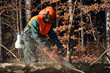 Cutting branches on spruce tree