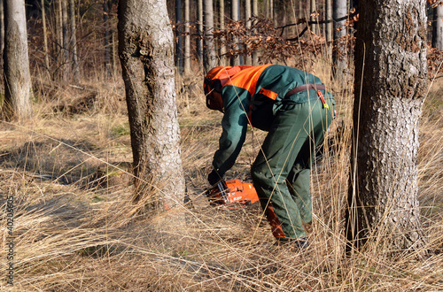 Photo: Woodcutter cutting tree down Woodcutter cutting tree down