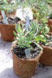 potted herbs