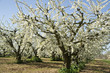 frutteto-toscana