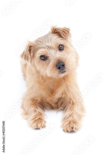 Photo: 首を傾げる犬 首を傾げる犬