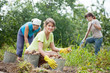 women harvesting potatoes