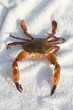Photo: Crab sunbathing on beach Crab sunbathing on beach